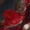 Bloody Spell 嗜血印 [DLC 解锁补丁_凝聚力] [Steam]