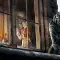 Dishonored 耻辱 [DLC 解锁补丁_凝聚力] [Steam]